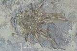 Mississippian Echinoid (Crinoids & Archaeocidaris) Plate - Iowa #95191-3